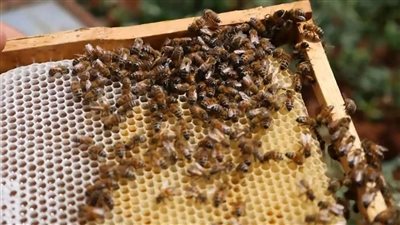 فوائد قرص النحل لمرضى السكر