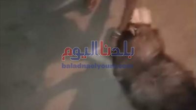 طفلة تستغيث من مهاجمة كلب شرس لها أعلى سطح منزل بالغربية
