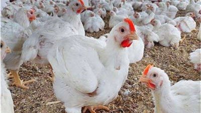 البلدي بـ77 جنيها.. أسعار الفراخ اليوم الثلاثاء