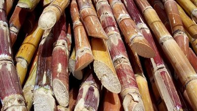 التموين: ارتفاع معدل توريد محصول القصب لـ3 ملايين و 200 طن
