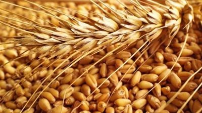 معهد المحاصيل الحقلية يعلن نصائح هامة للفلاحين بشأن محصول القمح
