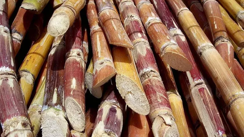 التموين: ارتفاع معدل توريد محصول القصب لـ3 ملايين و 200 طن