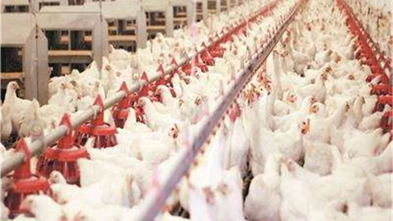 إشادة بقرار إعفاء المزارع من الضريبة والزيني يؤكد: الحديث عن الدواجن لا يصلح معها أنصاف الحلول