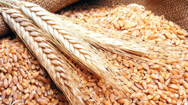 مدير تموين بني سويف: تشكيل لجان لحصر المساحات المنزرعة فعليا بالقمح