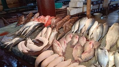 البلطي يسجل 51.. استقرار ملحوظ بأسعار السمك اليوم السبت بالأسواق