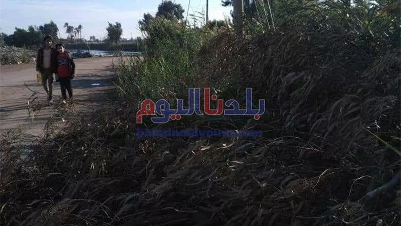 سقوط شجرة بسبب الطقس في الغربية
