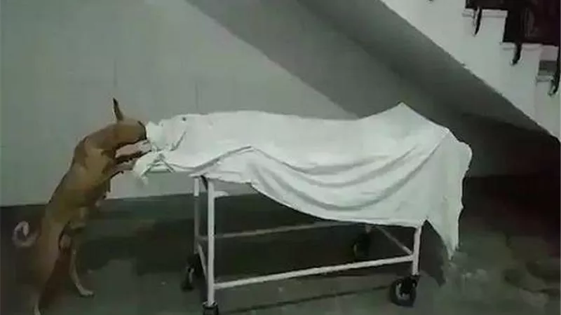 كلب ينهش جثة فتاة داخل مستشفى