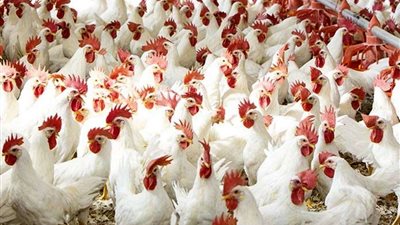 أسعار الدواجن اليوم الأربعاء 22 - 3 - 2023