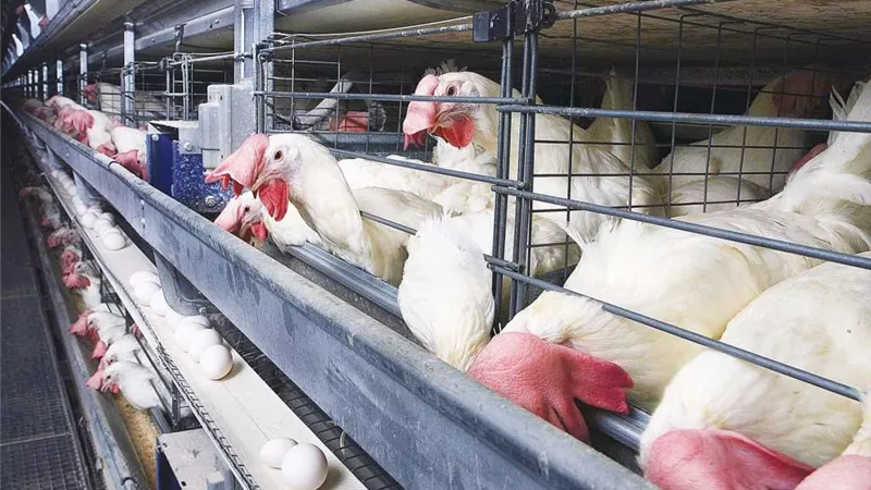 فرحة المستهلكين وغضب المربيين بعد انهيار أسعار الفراخ اليوم