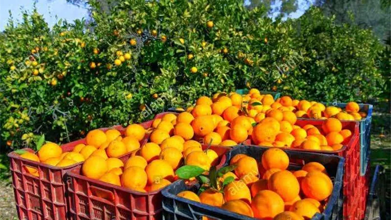 ارتفاع بصادرات مصر الغذائية فى الربع الأول من العام الجارى 2023