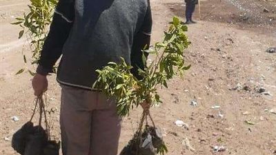مركز مطاي بالمنيا يواصل أعمال النظافة والتشجير بالطرق الرئيسية
