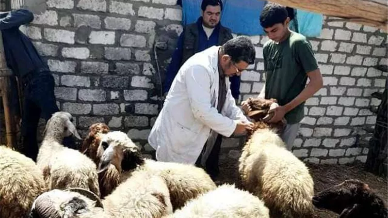 بيطري الشرقية تحذر من خطورة مرض الحمى القلاعية