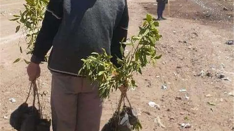 مركز مطاي بالمنيا يواصل أعمال النظافة والتشجير بالطرق الرئيسية