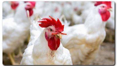 استقرار الدواجن والبيض أول أيام عيد الفطر
