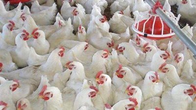 الصين تفرض حظراً على استيراد الدواجن الفرنسية بسبب أنفلونزا الطيور