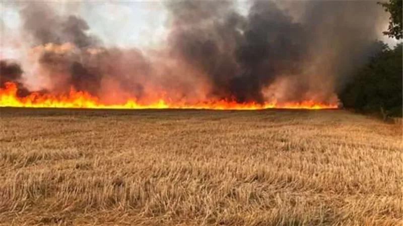 السيطرة على حريق داخل مزرعة قمح بالمنيا