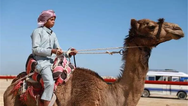 انطلاق سباقات الهجن بالعريش بحضور عدد من الوزراء والمحافظين ونجوم الفن والإعلام
