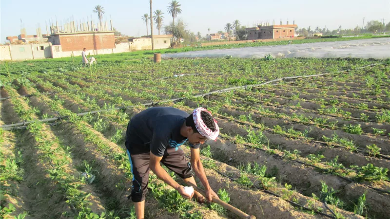 ريادة الإسماعيلية في زراعة «التوت الأرضي» بمواصفات تصديرية.. تفاصيل