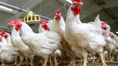 تقرير .. مصر على طريق تحقيق الاكتفاء الذاتي من الدواجن واللحوم