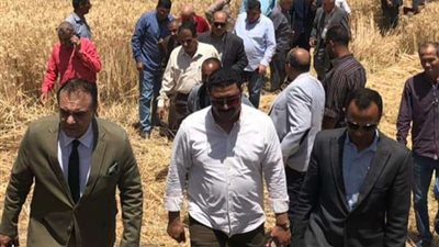الوحدة المحلية بملوي تتابع أعمال توريد محصول القمح
