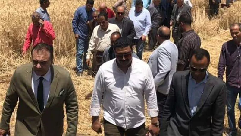 الوحدة المحلية بملوي تتابع أعمال توريد محصول القمح