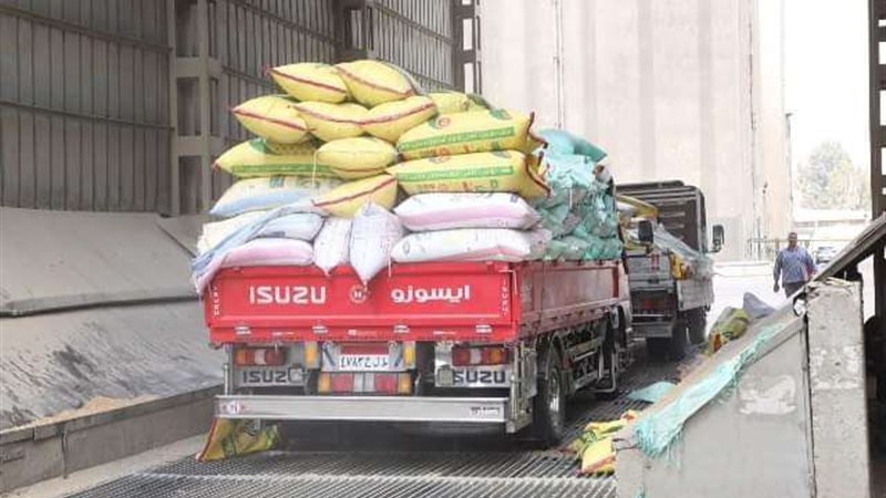 محصول القمح بالشرقية