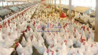 كيلو البط بـ 24 جنيها.. ننشر أسعار الدواجن والبيض والأرانب