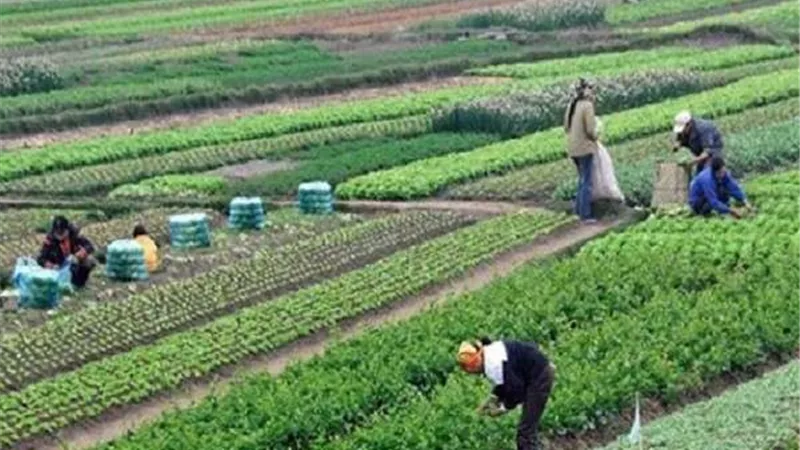 الحجر الزراعي: مصر تحتل المركز الأول عالميا في تصدير الموالح
