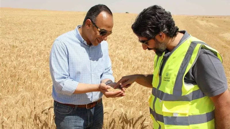 نائب محافظ المنيا يشهد بدء حصاد محصول القمح بمزرعة القناة