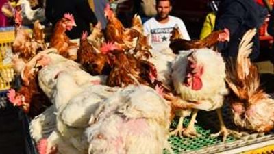 أسعار الدواجن اليوم الاثنين 15/5/2023