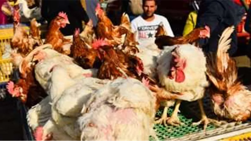 أسعار الدواجن اليوم الاثنين 15/5/2023
