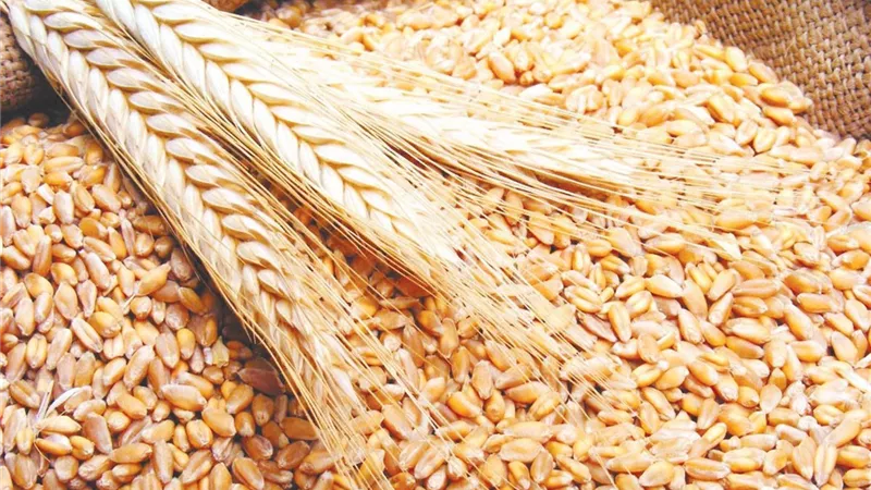 مزارعون قمح: المحصول في زيادة وسعر التوريد محترم