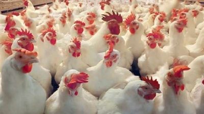 مفاجأة فى أسعار الدواجن اليوم الأحد