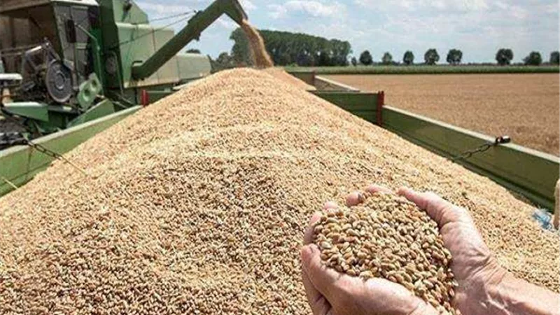 محافظة دمياط تتخطى المستهدف بنسبة 101% من توريد القمح للموسم الحالي