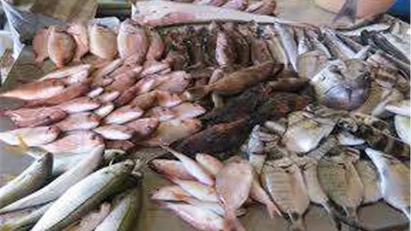أسعار الأسماك اليوم الأربعاء 24-5-2023 في السوق المحلي