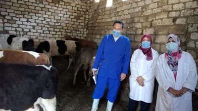 تحصين  52 ألف رأس ماشية ضد 