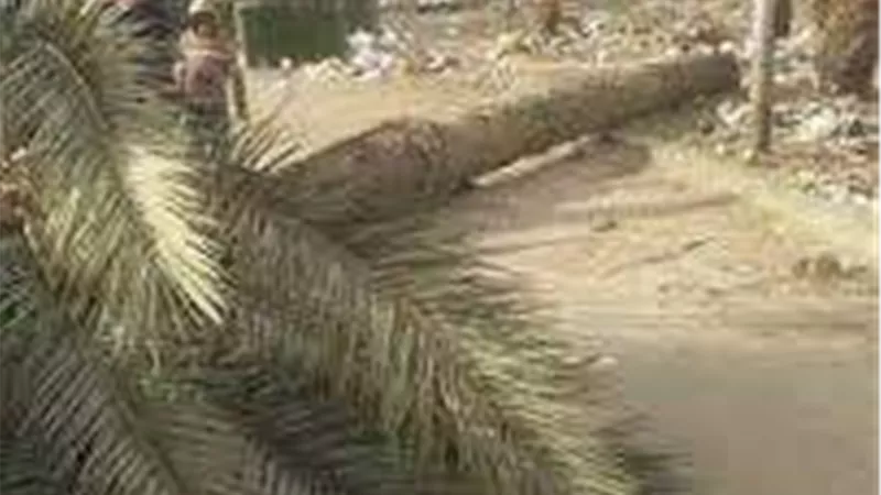 بسبب سوء الأحوال الجوية.. مصرع عامل سقطت نخلة عليه بالمنوفية
