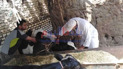 بيطري المنوفية: تحصين 266 ألف رأس ماشية ضد الحمى القلاعية