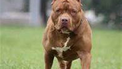 تجديد حبس متهم باستخدام كلب شرس في مشاجرة بالأميرية