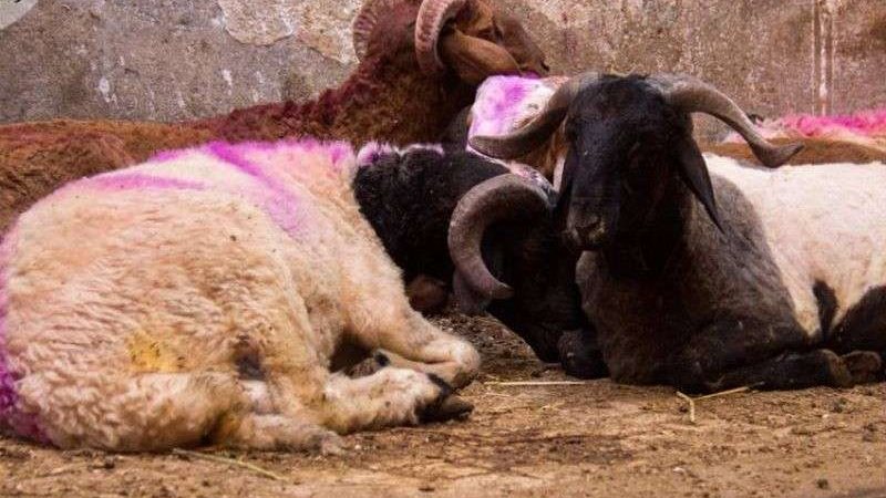 أسعار الأضاحي
