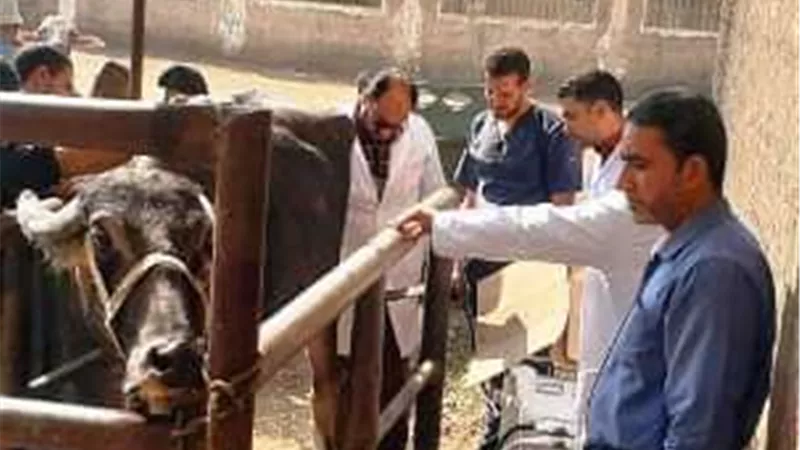 بيطري الشرقية يُجري المسح التناسلي الشامل لـ 4752 رأس ماشية