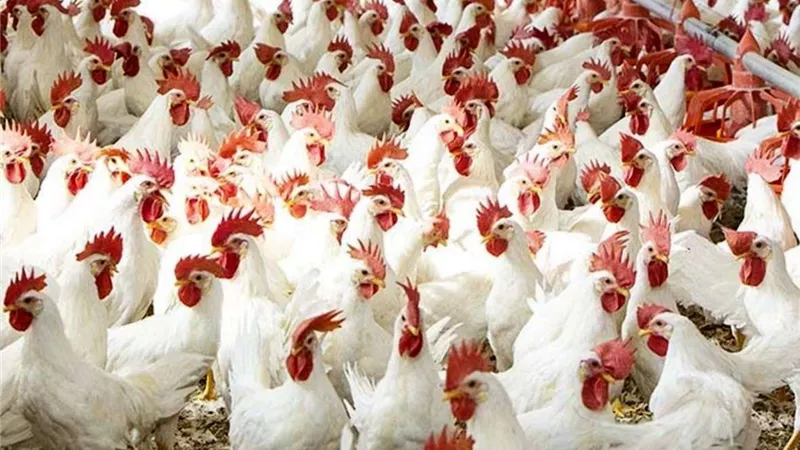 بشرى سارة.. انخفاض جديد بأسعار الدواجن اليوم الثلاثاء