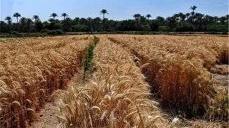 انتهاء موسم حصاد القمح بالإسكندرية.. والصوامع استقبلت 112.3 ألف طن