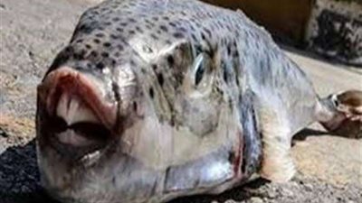 الصحة توجه تحذيرا شديد اللهجة للمصريين بسبب سمك الأرنب