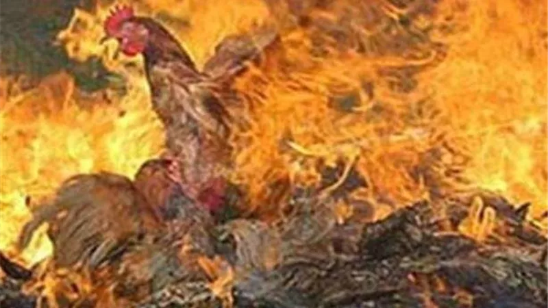 السيطرة على حريق داخل مزرعة دواجن في العياط