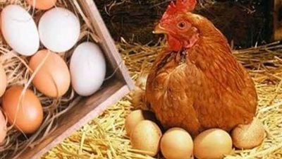 أسعار الفراخ اليوم الأربعاء الموافق 21/6/2023