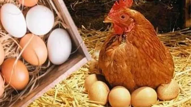 أسعار الفراخ اليوم الأربعاء الموافق 21/6/2023
