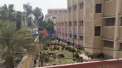 تعليم الغربية: التحقيق في واقعة تواجد ماشية داخل مدرسة بالمحلة
