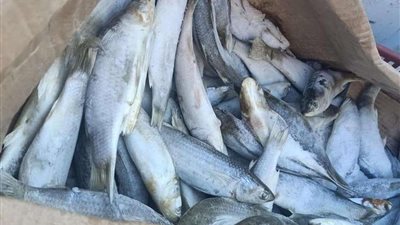 ضبط 6 طن دقيق مدون عليه علامة تجارية وهمية في المنوفية
