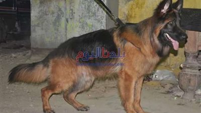 حقوق الحيوان: مربي الكلاب هو من يجعله شرس